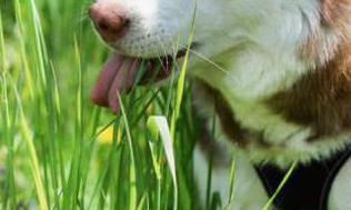 Dlaczego pies je trawe